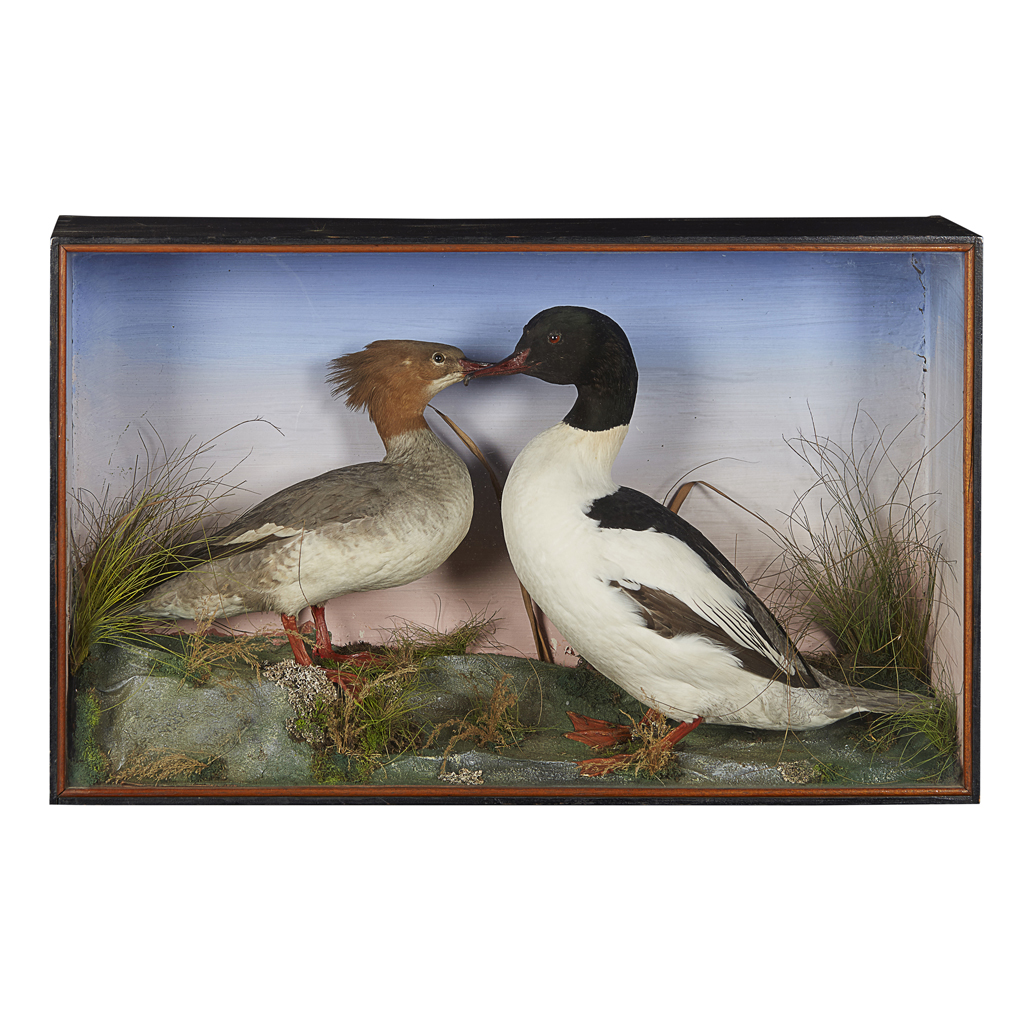 TWO CASES OF TAXIDERMY DUCKS