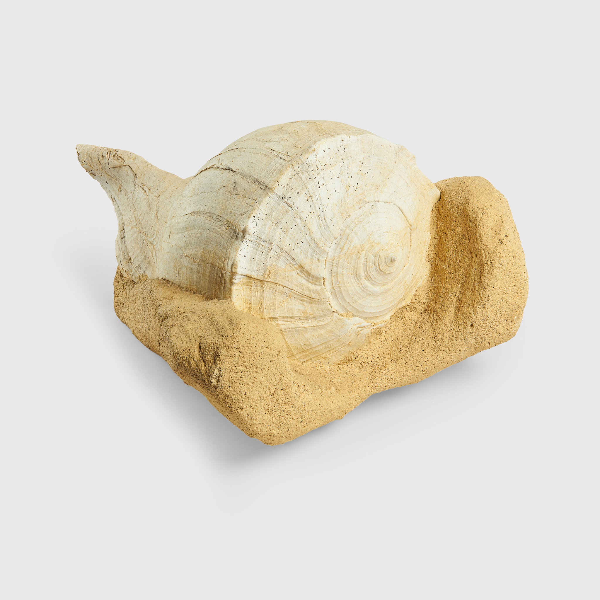 LARGE GASTROPOD FOSSIL