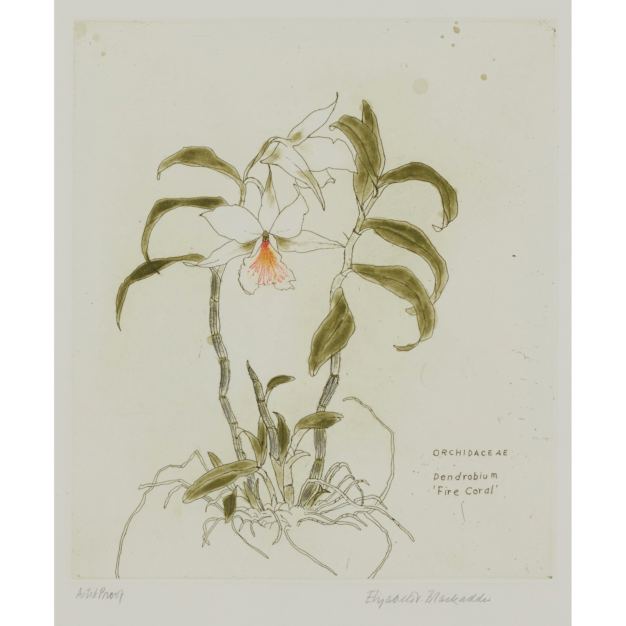 ELIZABETH BACKADDER O.B.E., R.A., R.S.A., R.S.W., R.G.I., D.Litt (SCOTTISH B.1931)