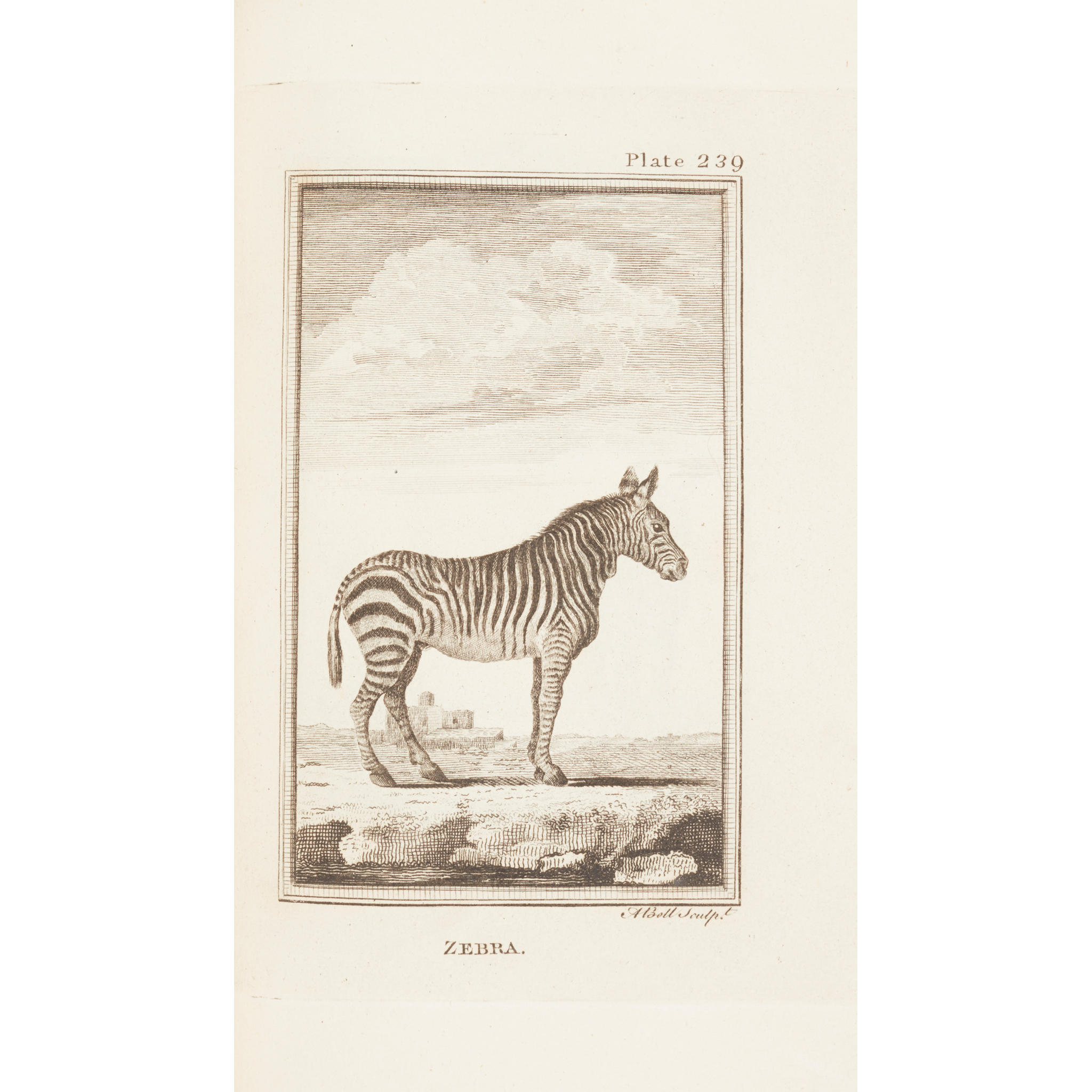 Natural History