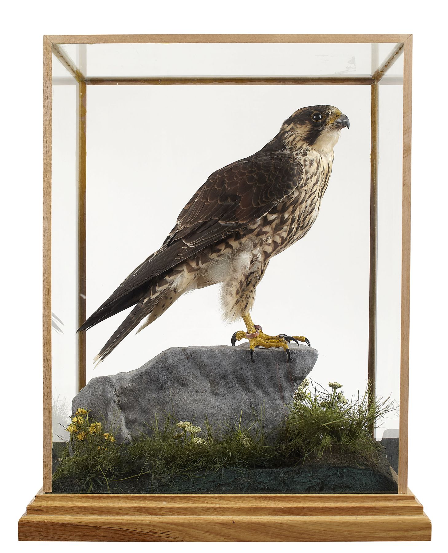CASED TAXIDERMY PEREGRINE FALCON