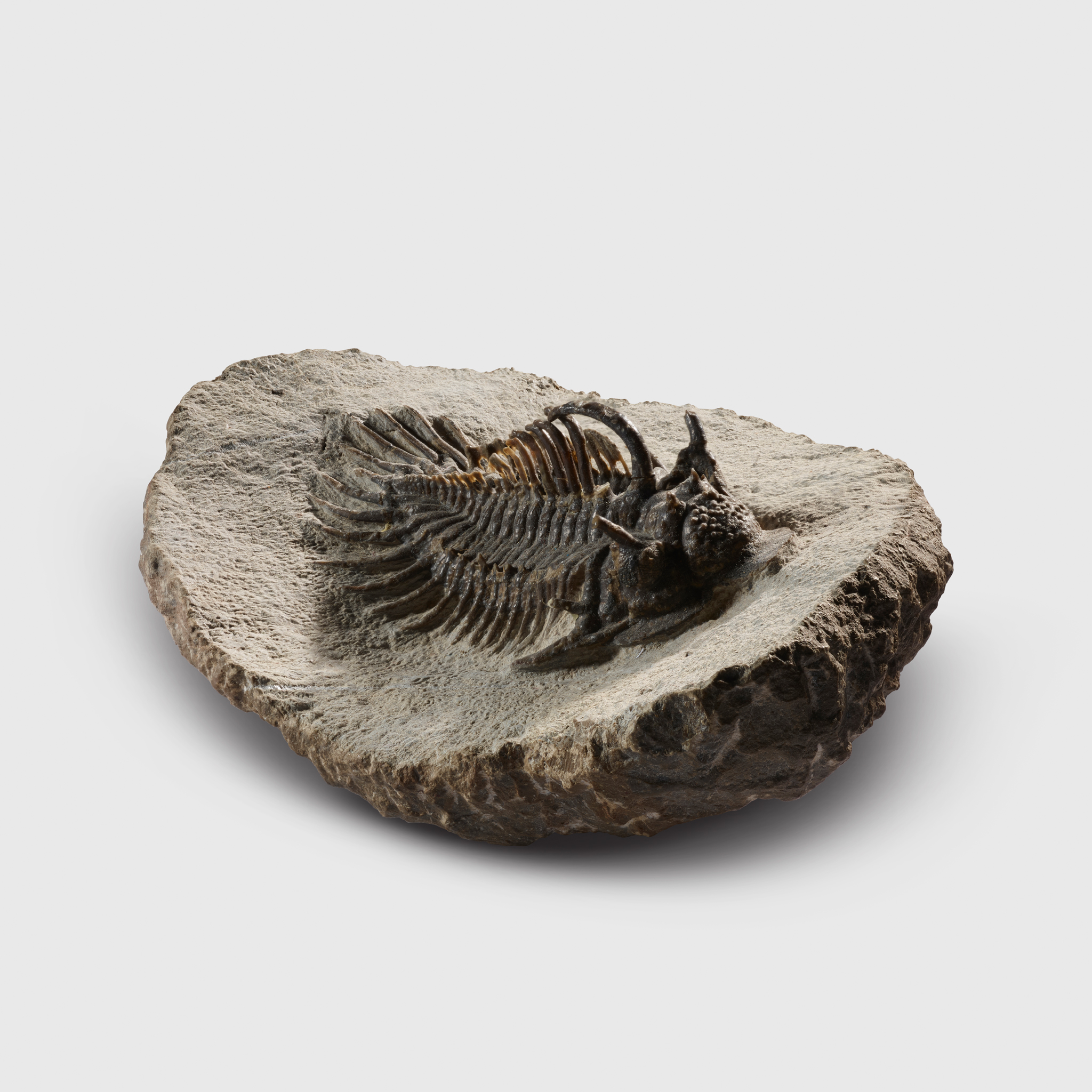 SPINY TRILOBITE FOSSIL