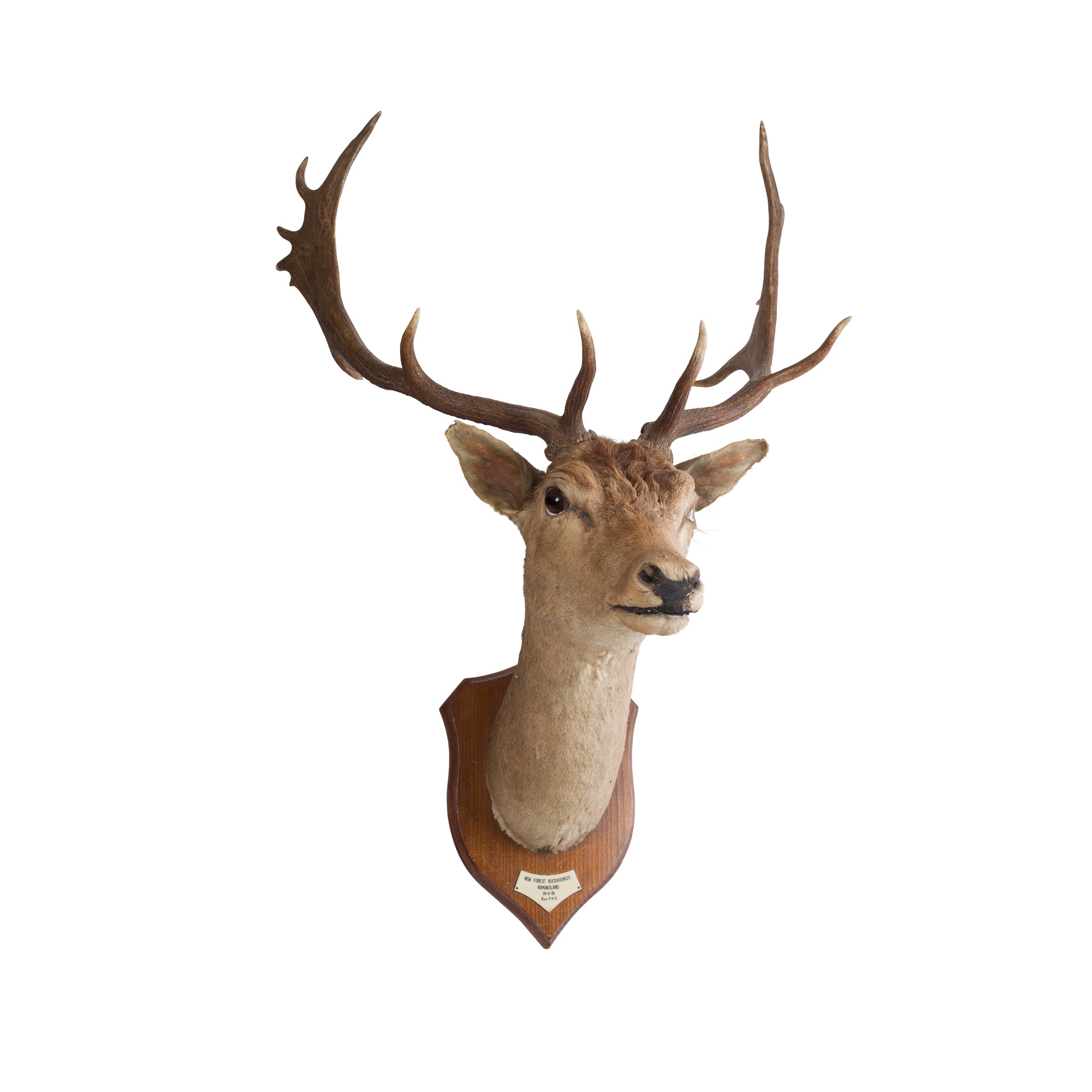 TWO TAXIDERMY STAG'S HEADS