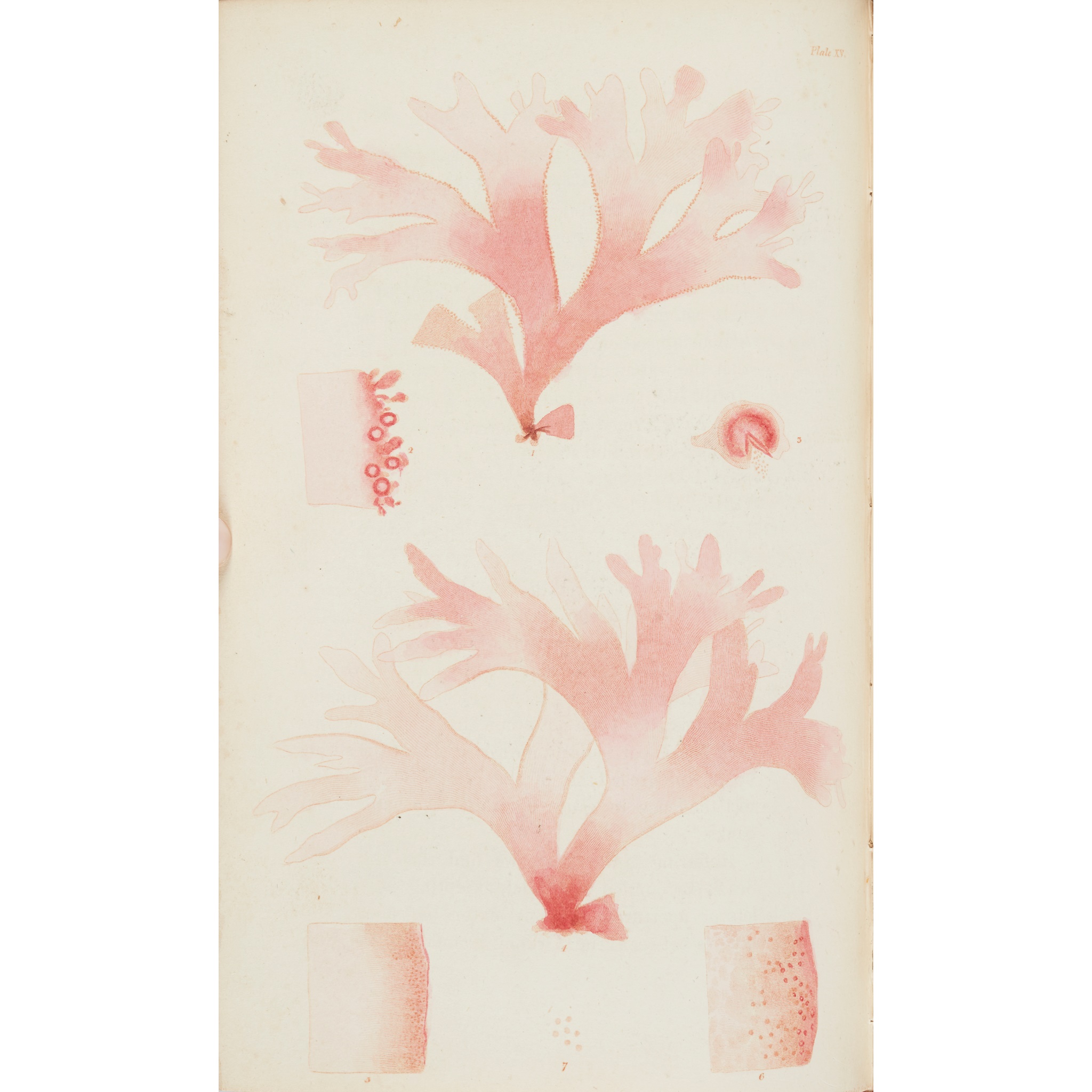 Wernerian Natural History Society, The