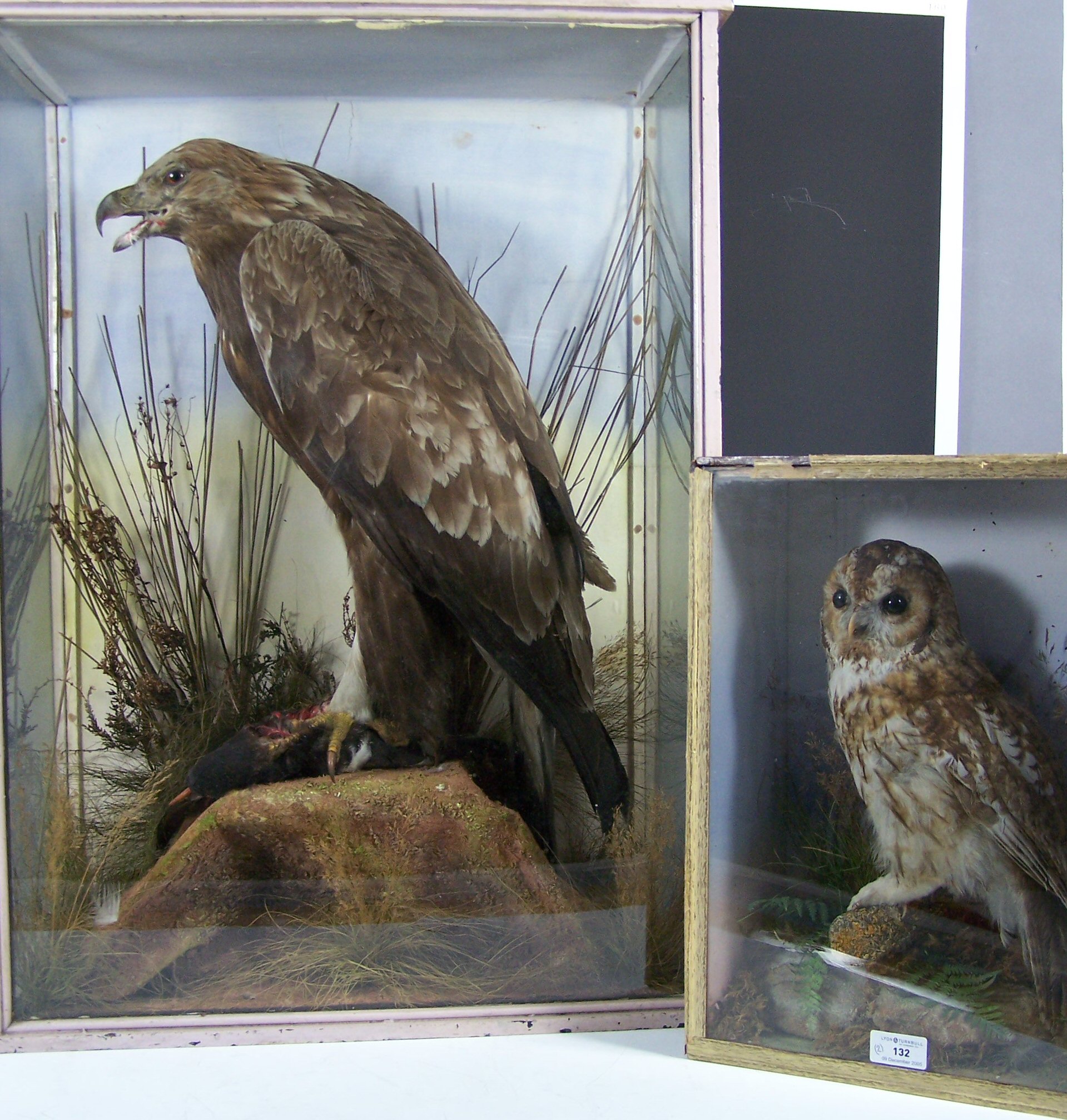 A cased Victorian golden eagle,