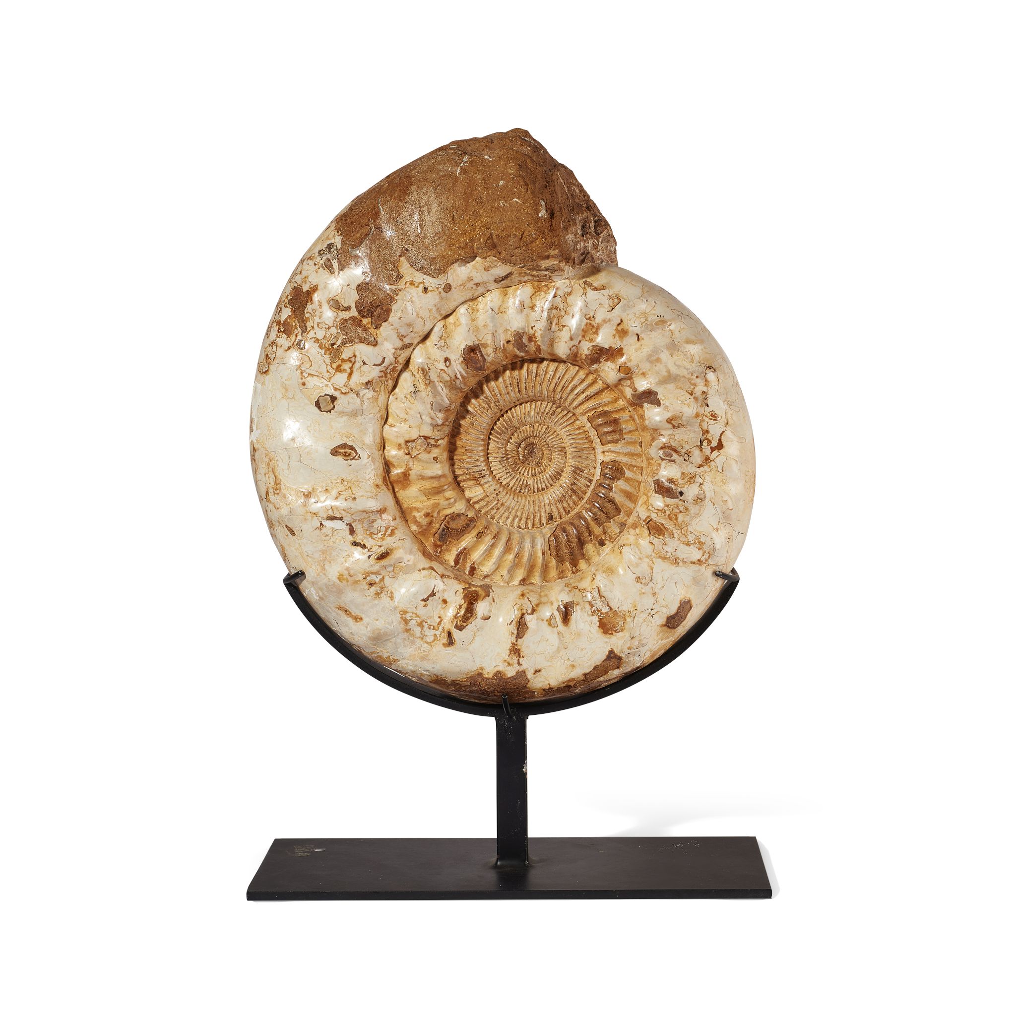 PERISPHINCTES AMMONITE