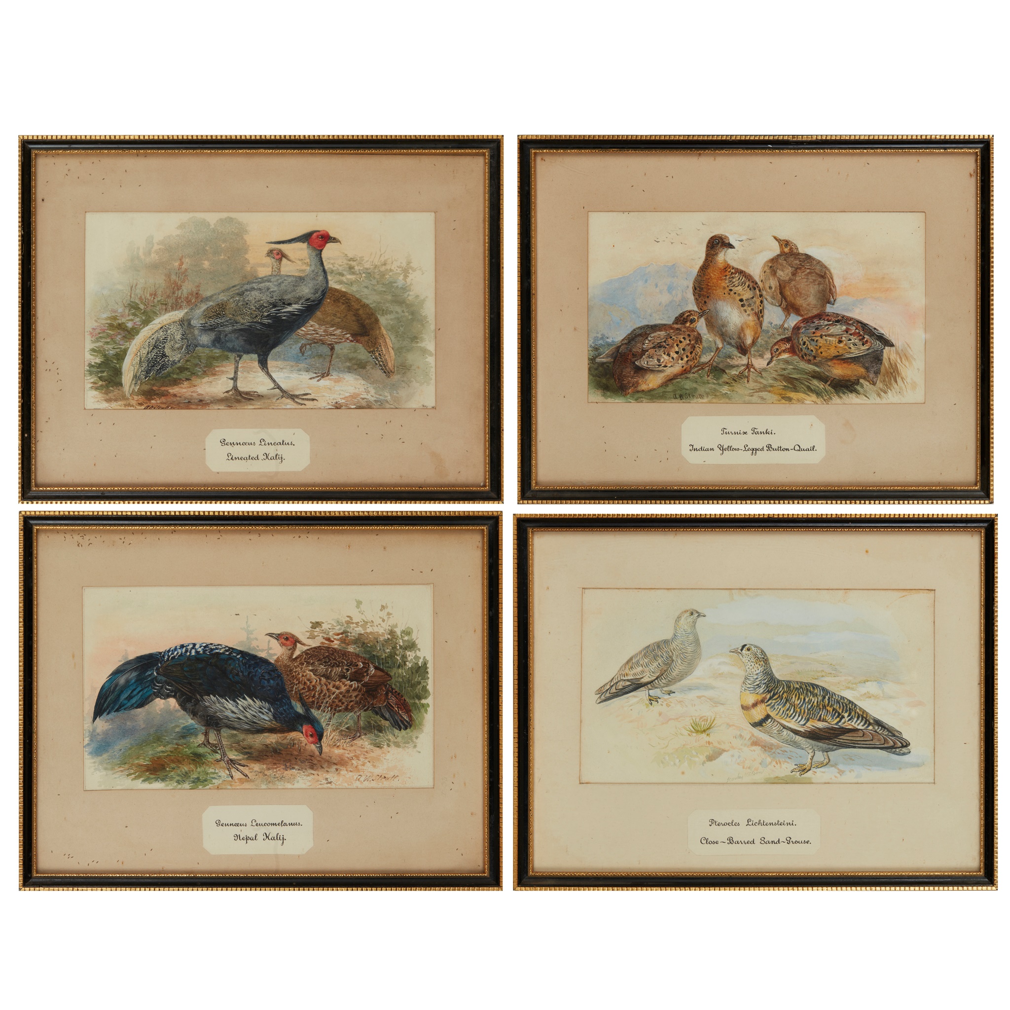 TWENTY-THREE WATERCOLOURS OF SOUTH ASIAN GAME BIRDS
