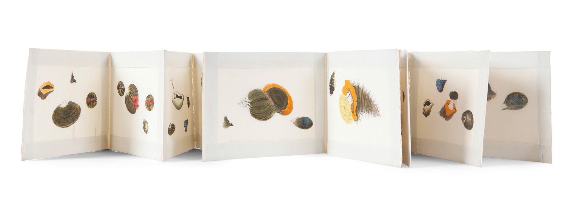 AN ALBUM OF CHINESE EXPORT PITH PAPER PAINTINGS OF MOLLUSKS