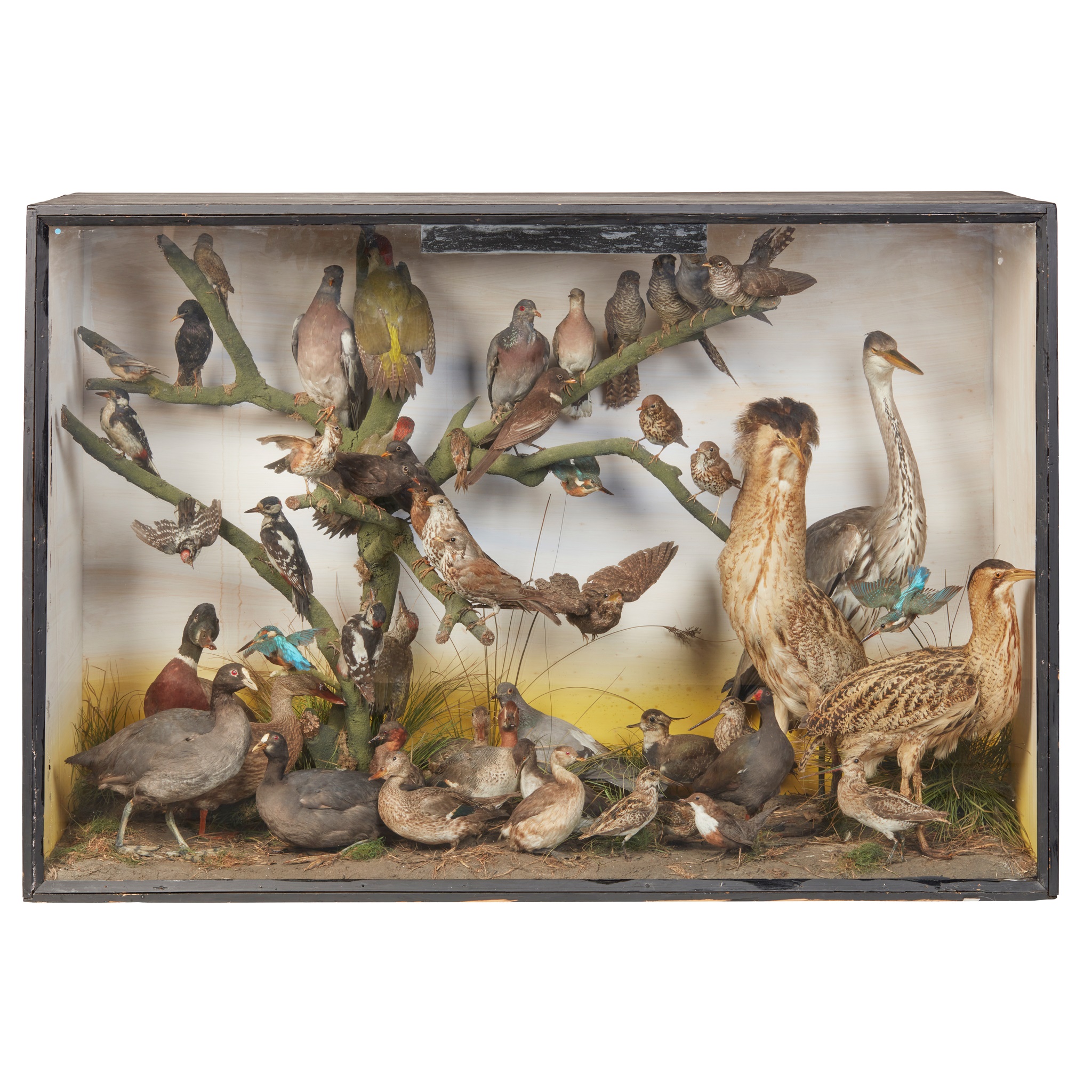 LARGE TAXIDERMY DIORAMA OF BRITISH BIRDS