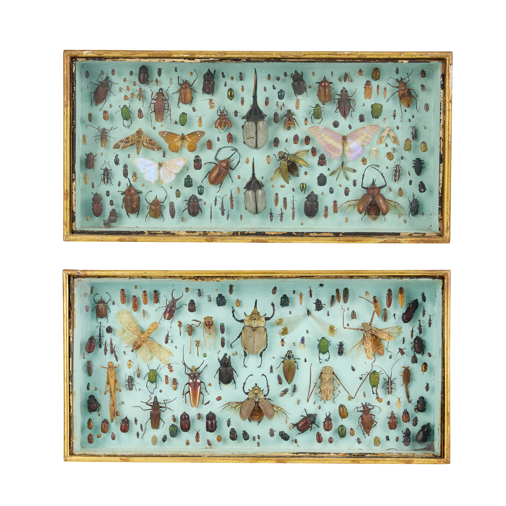 PAIR OF ENTOMOLOGY SPECIMEN DISPLAY CASES