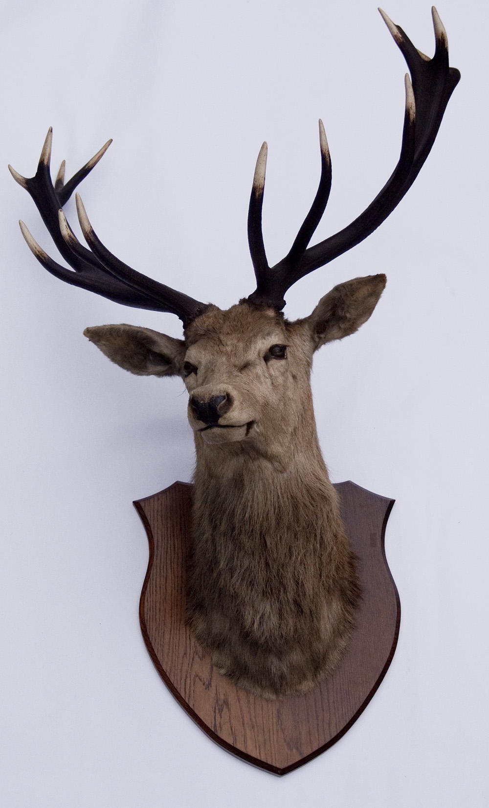 Taxidermy Interest A Scottish Red Deer head and antlers, circa 1930