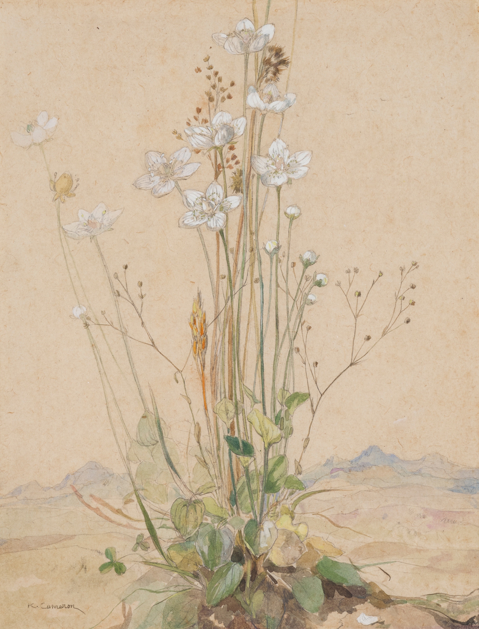 KATE CAMERON (1874-1965)