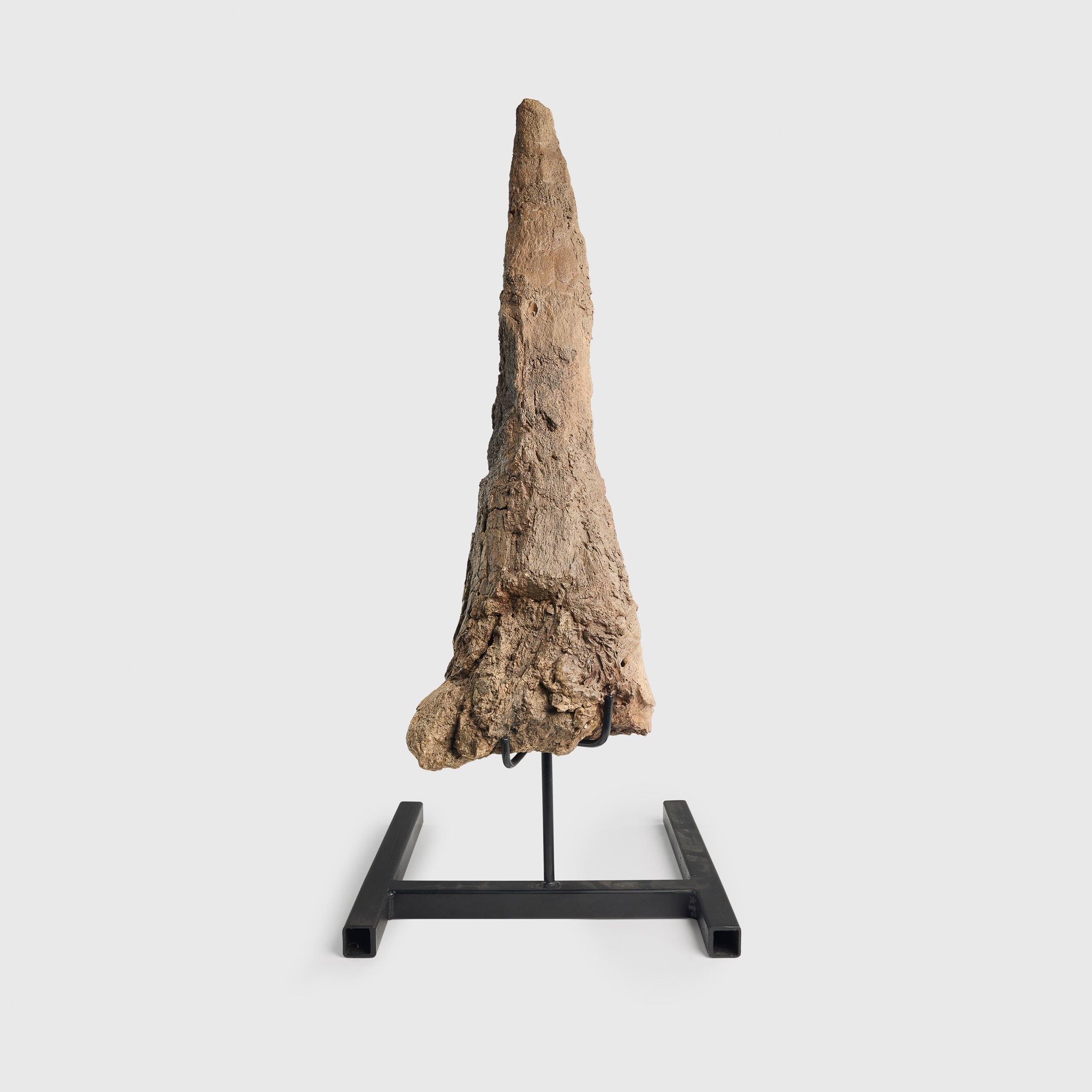 TRICERATOPS HORN