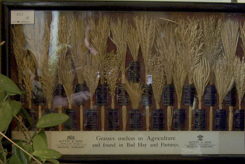 An early 20th century glazed display case of specimen grasses and seeds