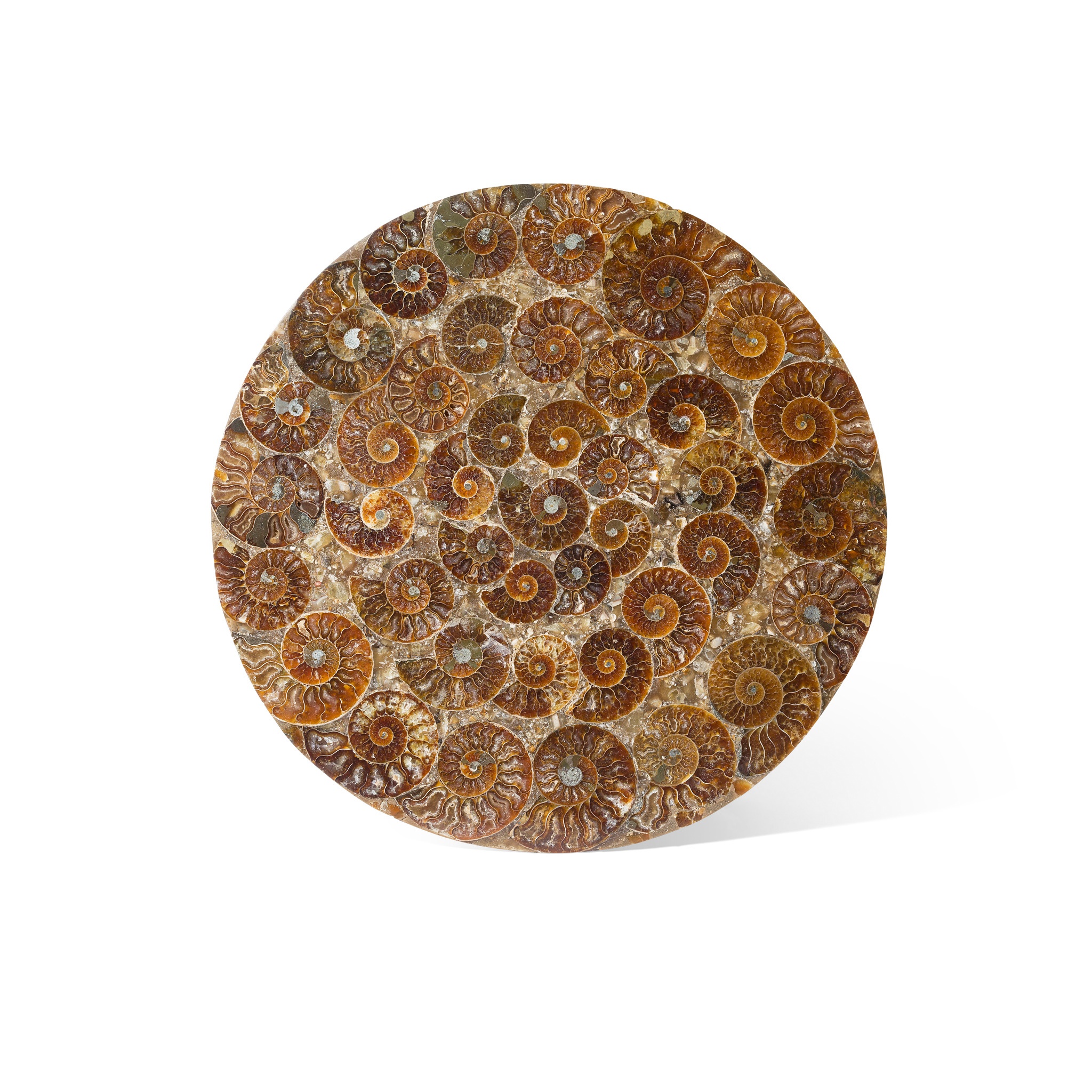 AMMONITE PLATE