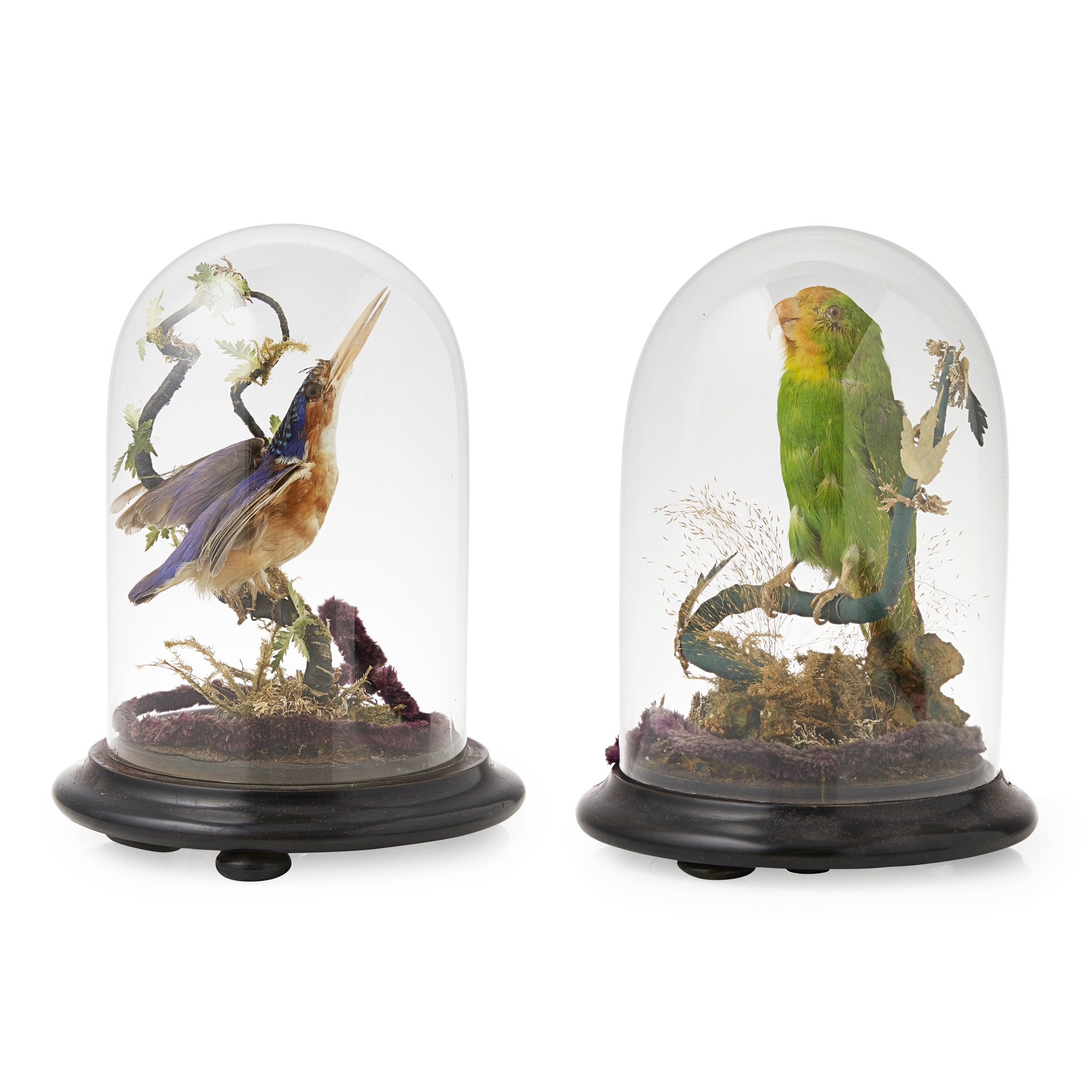 TWO DOMED TAXIDERMY BIRDS