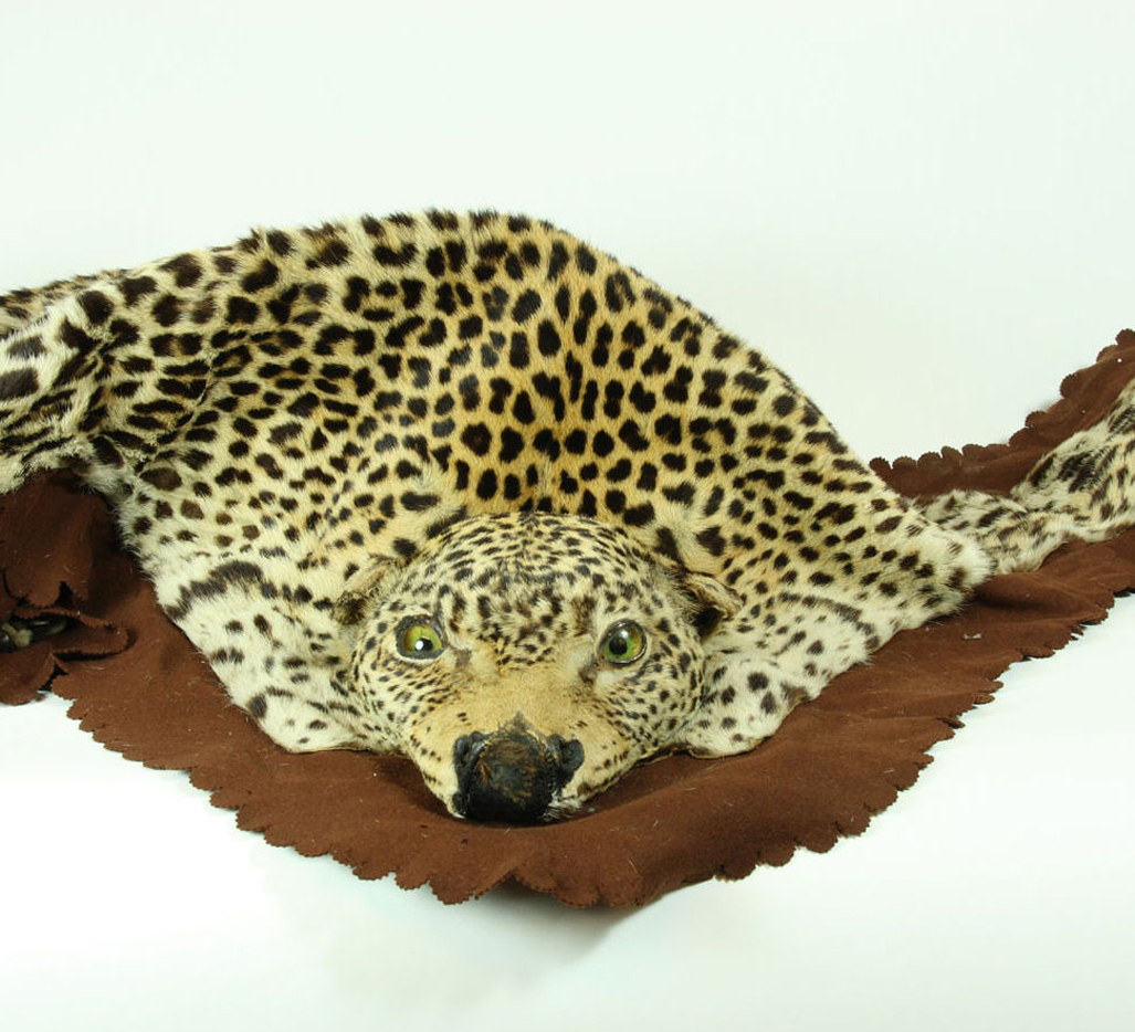 An early 20th century leopard skin rug