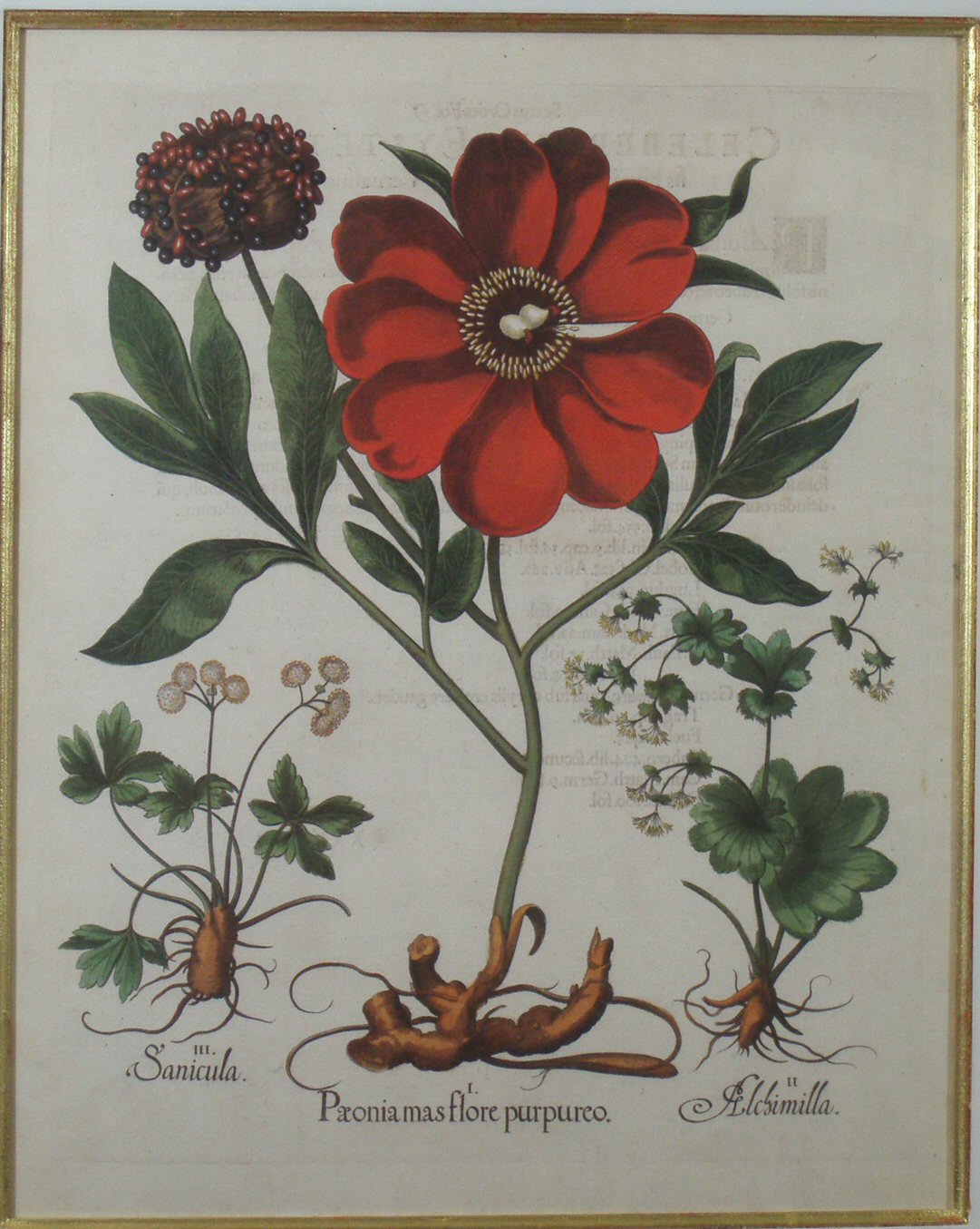 A set of four decorative Botanical prints