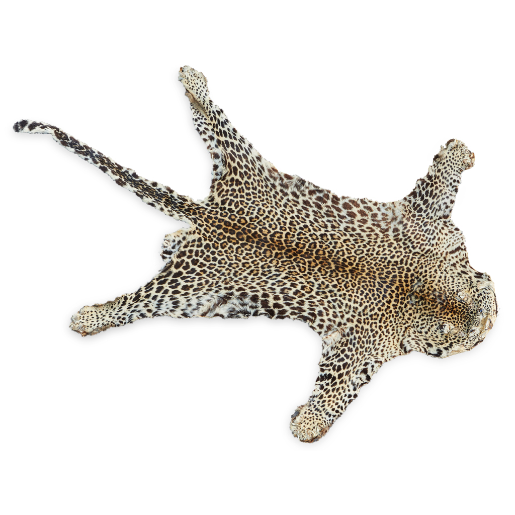 TAXIDERMY LEOPARD SKIN