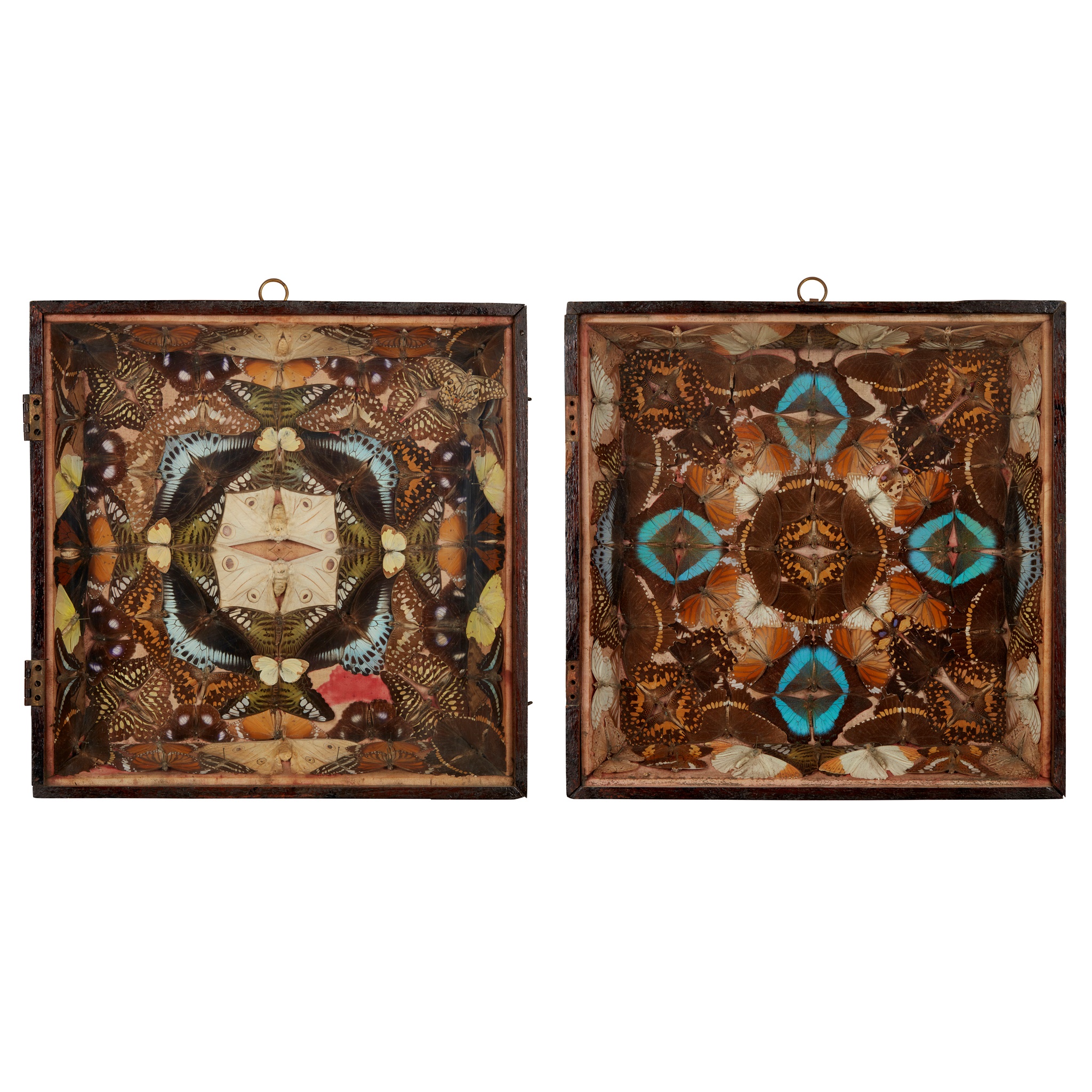 SIX CASED VICTORIAN BUTTERFLY AND MOTH DISPLAYS