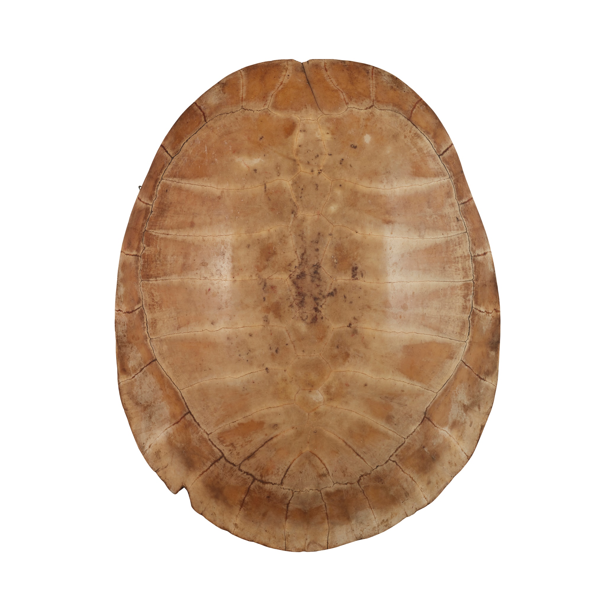 ARRAU/ GIANT SOUTH AMERICAN RIVER TURTLE SHELL