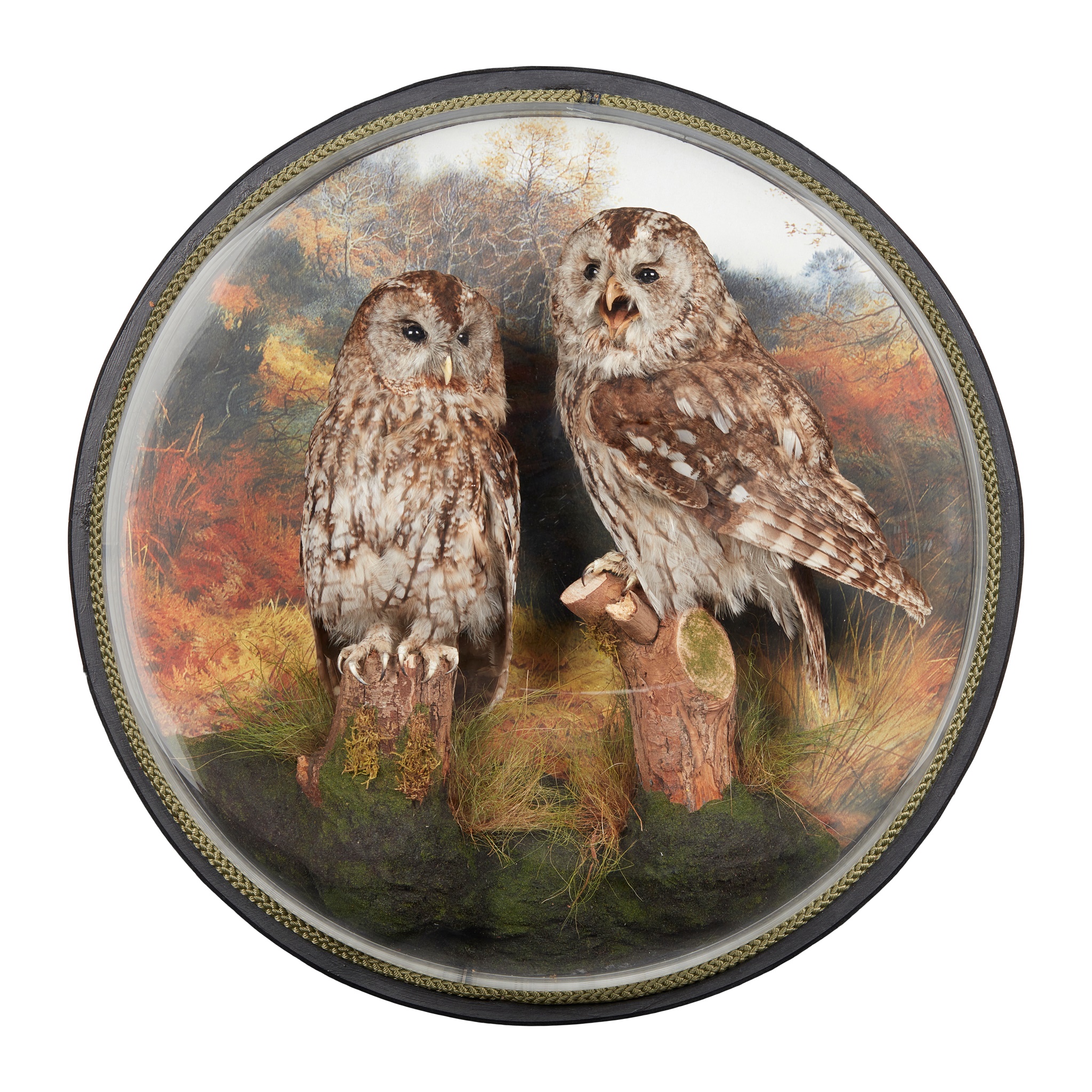 A WALL DOMED PAIR OF TAXIDERMY TAWNY OWLS (STRIX ALUCO)