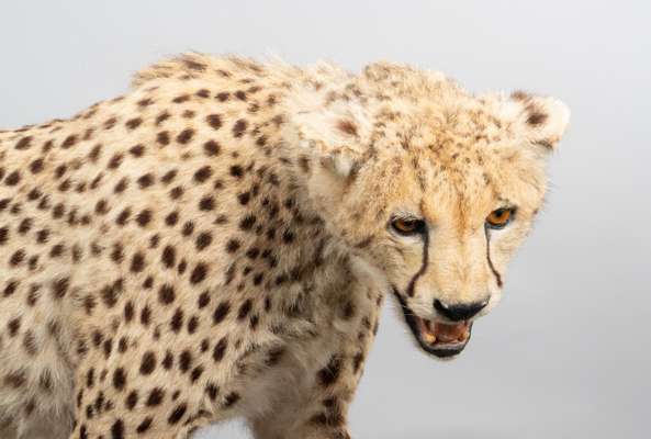 <p>Cheetah op kunststof sokkel, Cites attest aanwezig.</p>