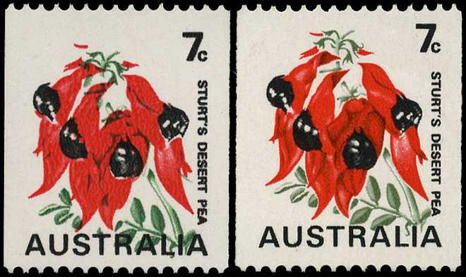 1970 7ct Sturt's Desert Pea showing variety...