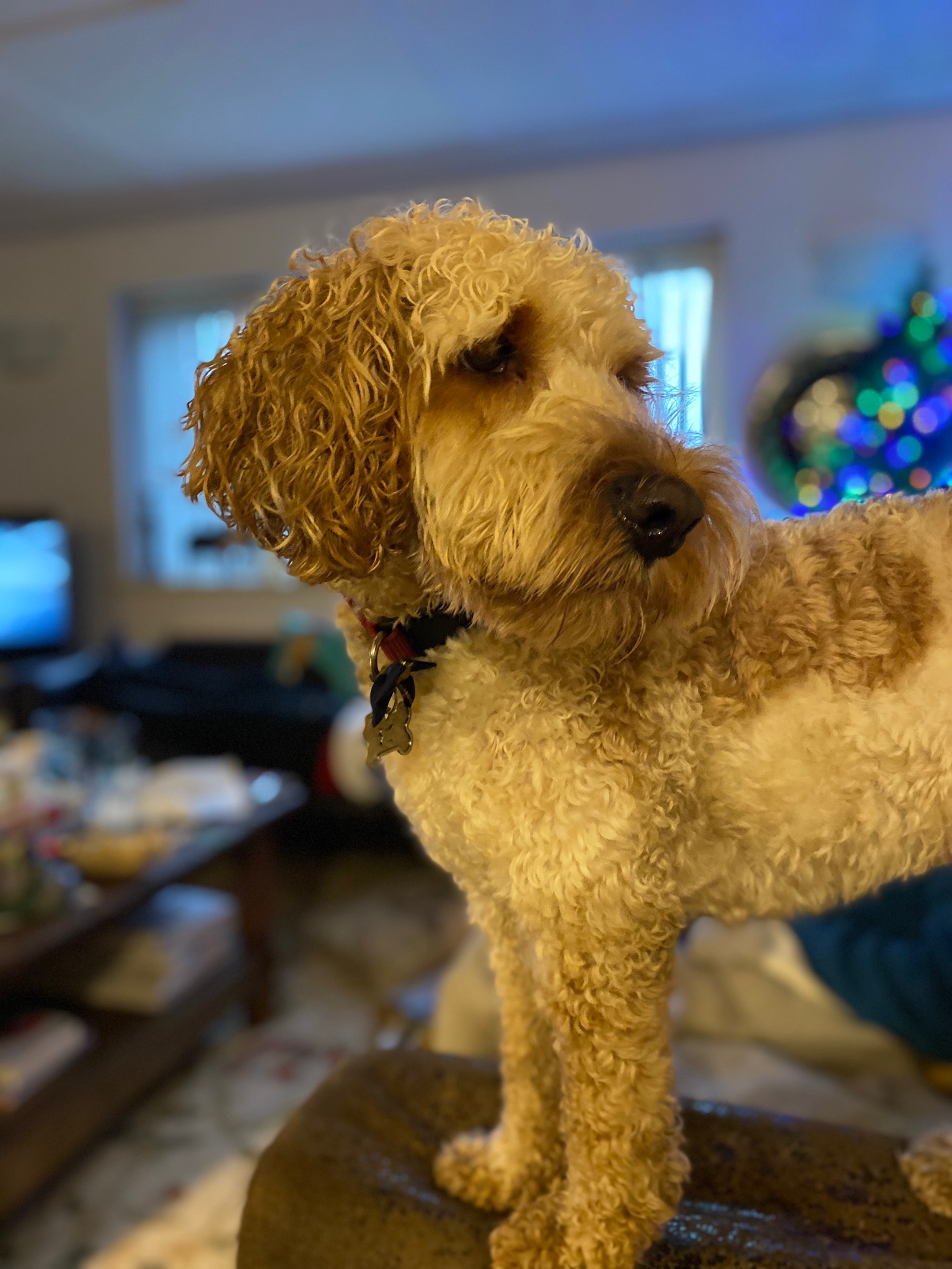 1923 1½d top right corner example of left...