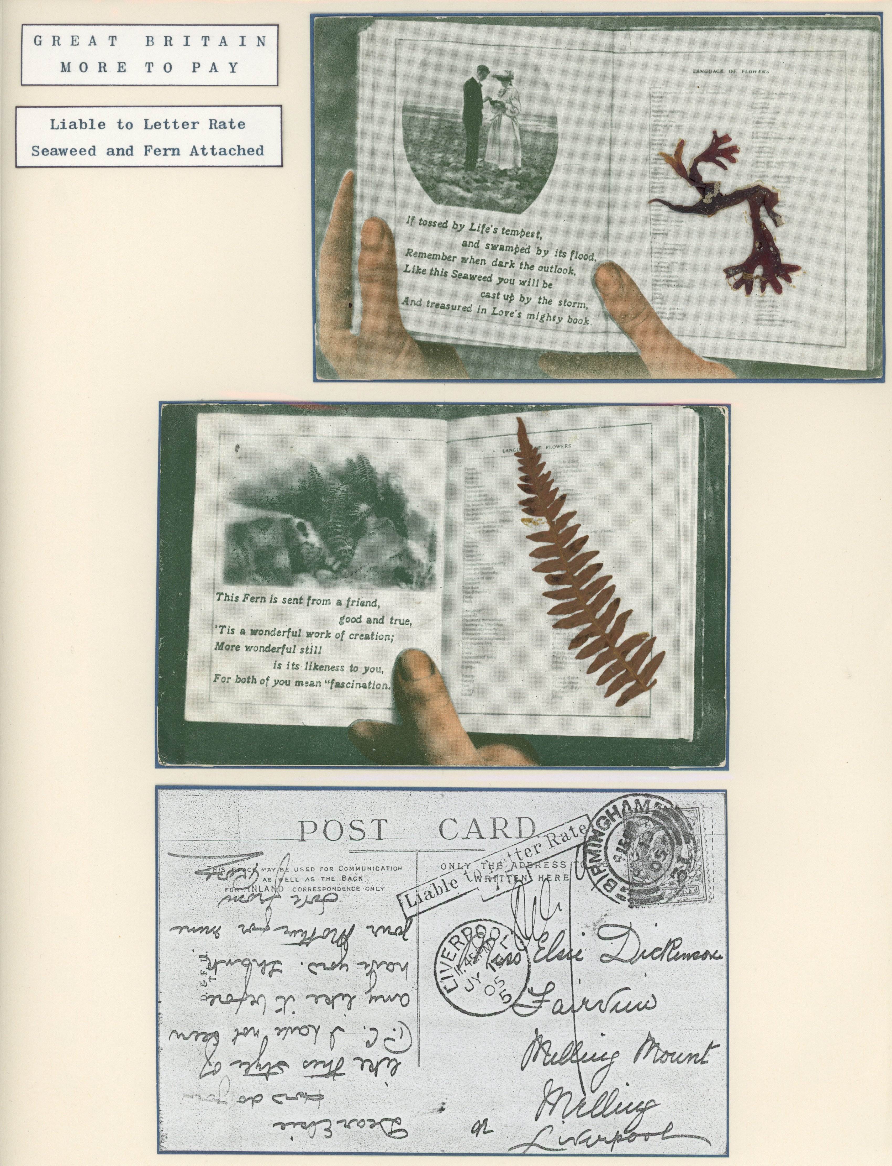 Great Britain 1905 Pair of novelty postcards with fern and seaweed attached