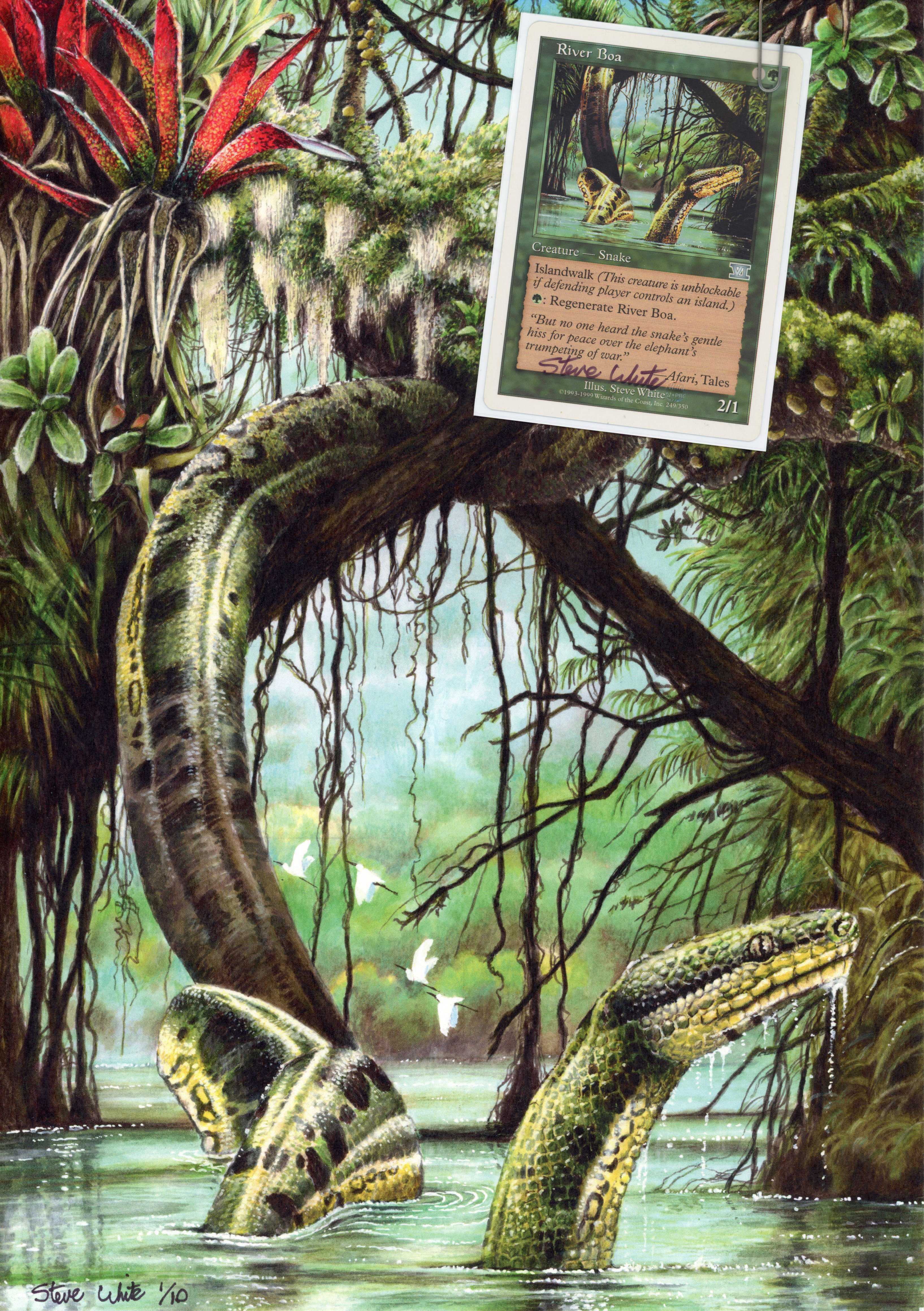 River Boa 1/10 Print by Steve White