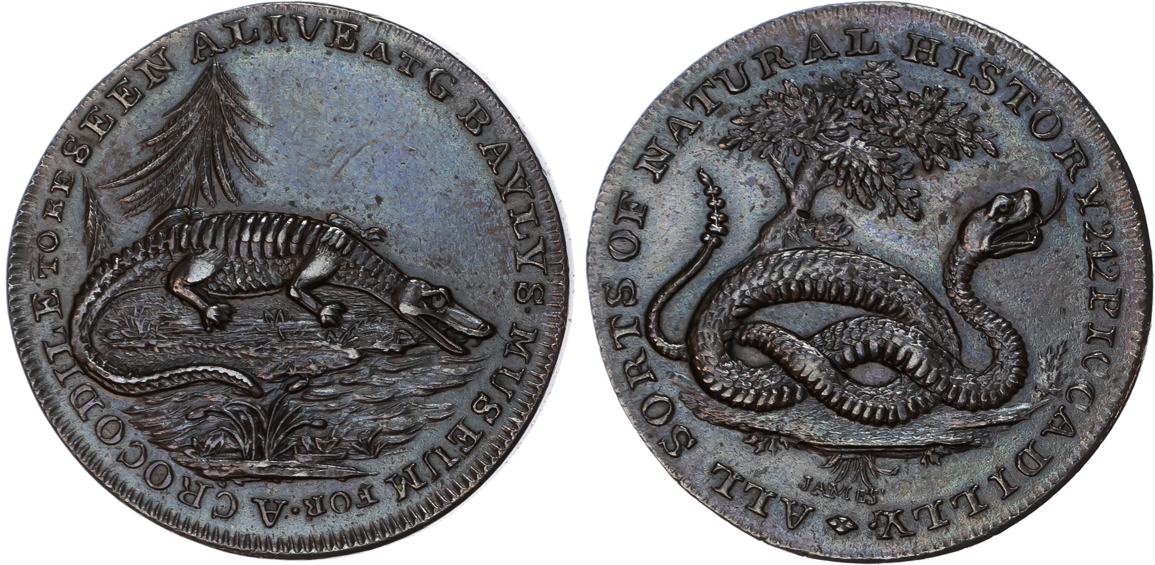 London , Piccadilly , George Bayly (rare breeds dealer and menagerie owner) Halfpenny undated, Crocodile lying…