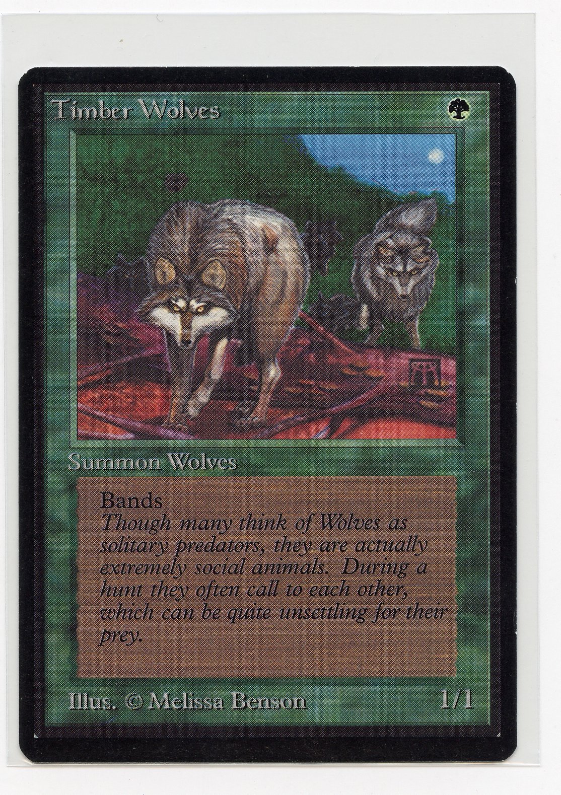 Timber Wolves - Beta (EX+)