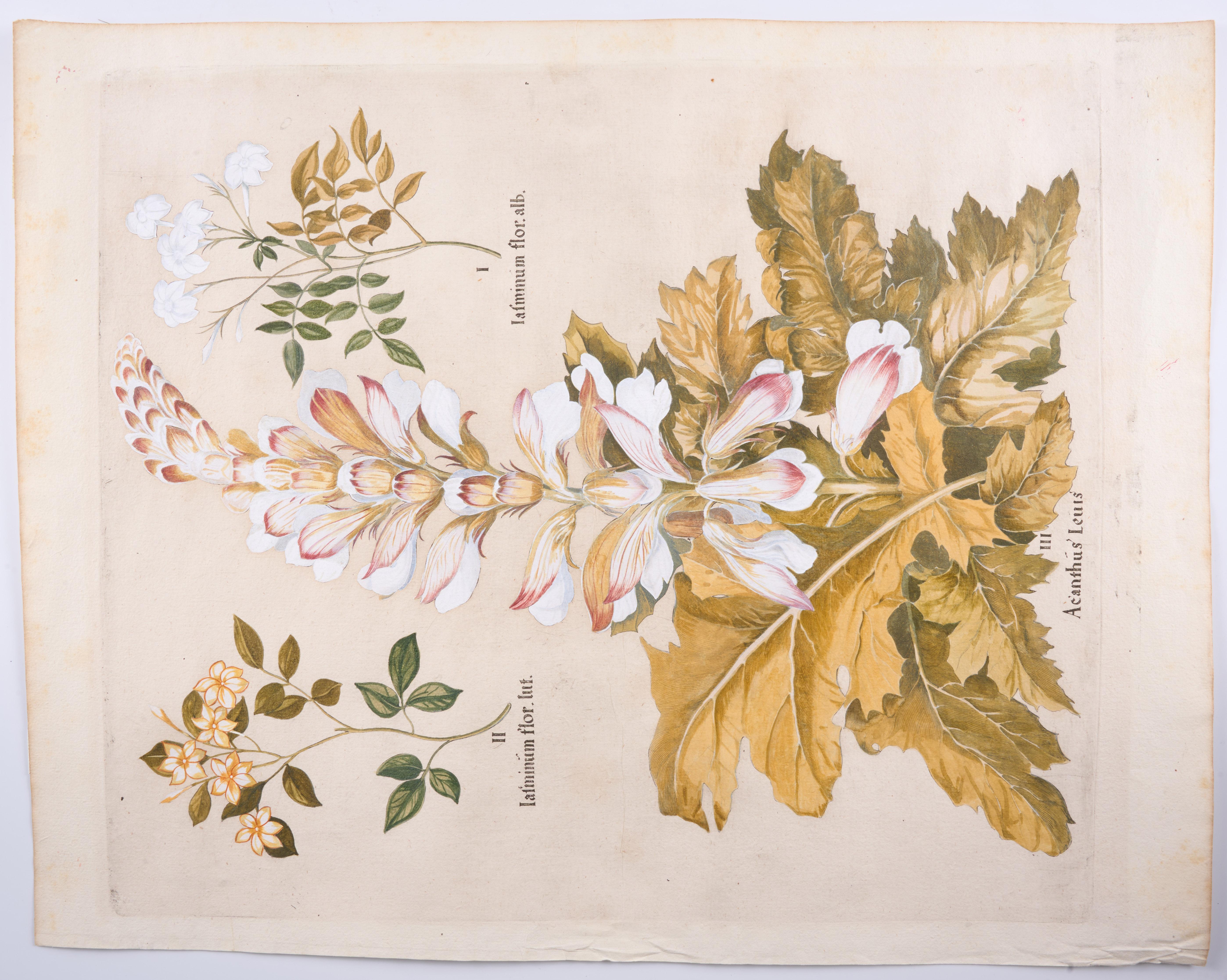 Besler (Basil): Acanthus Mollis, Bear's Breeches