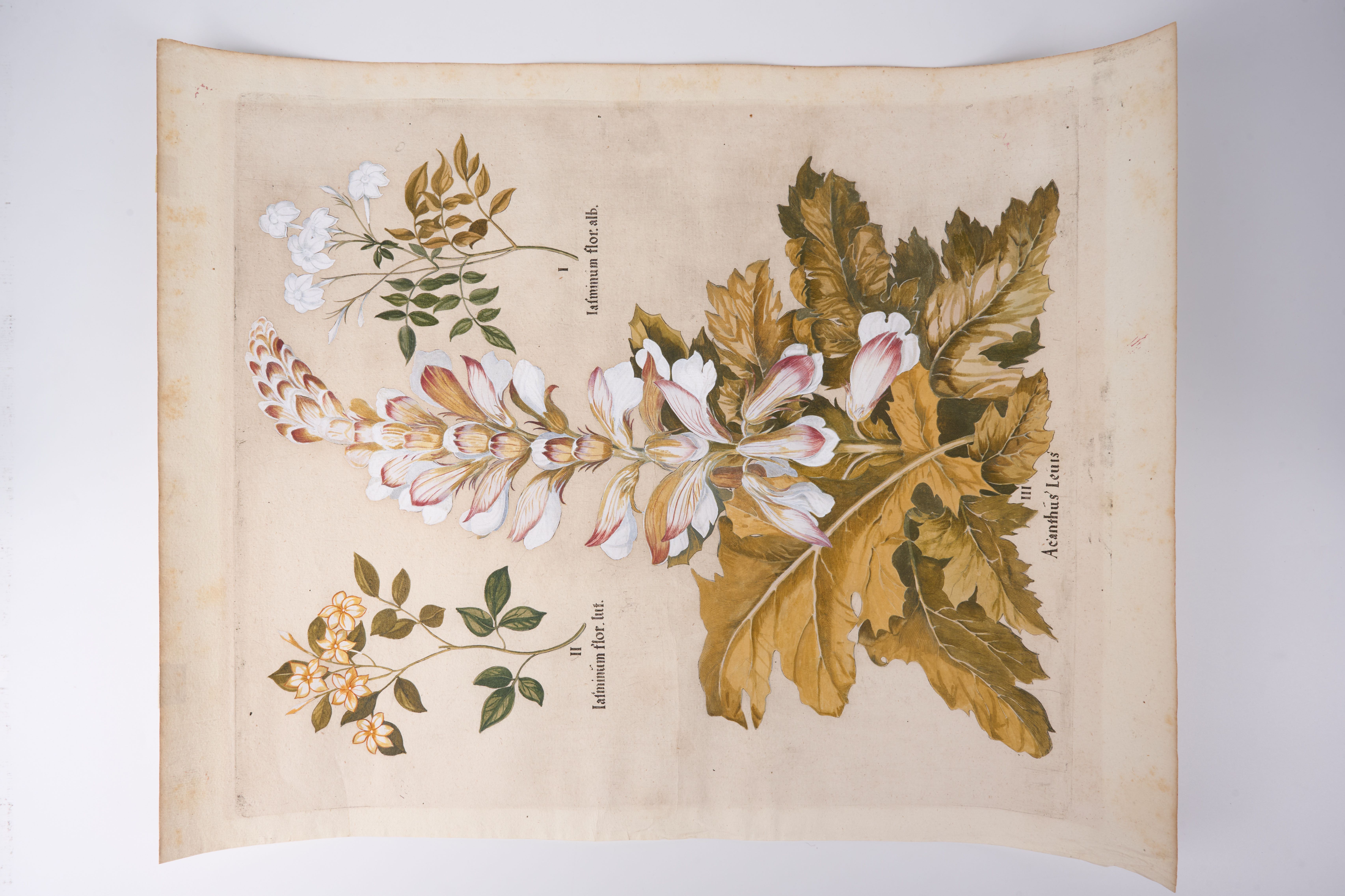 † Besler (Basil): Acanthus Mollis, Bear's Breeches