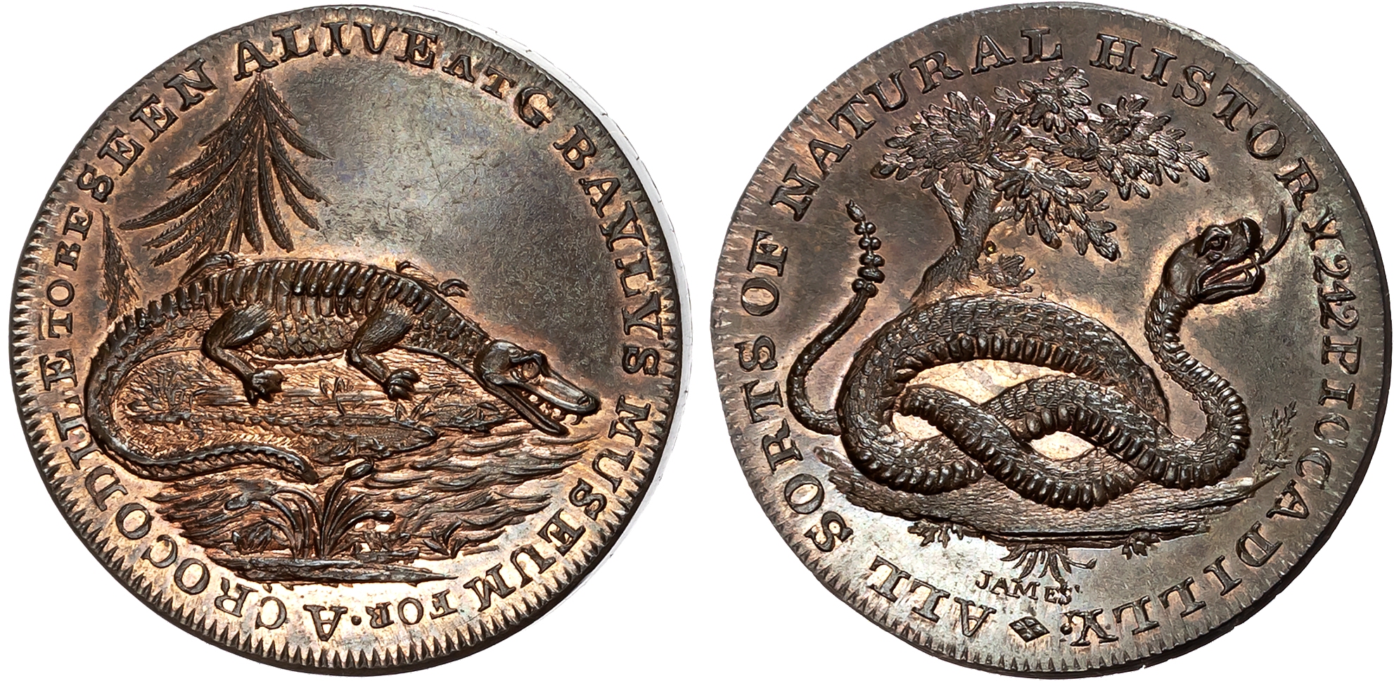 London, Piccadilly , George Bayly (rare breeds dealer and menagerie owner) Halfpenny [late 1790s], Crocodile lying on ba …