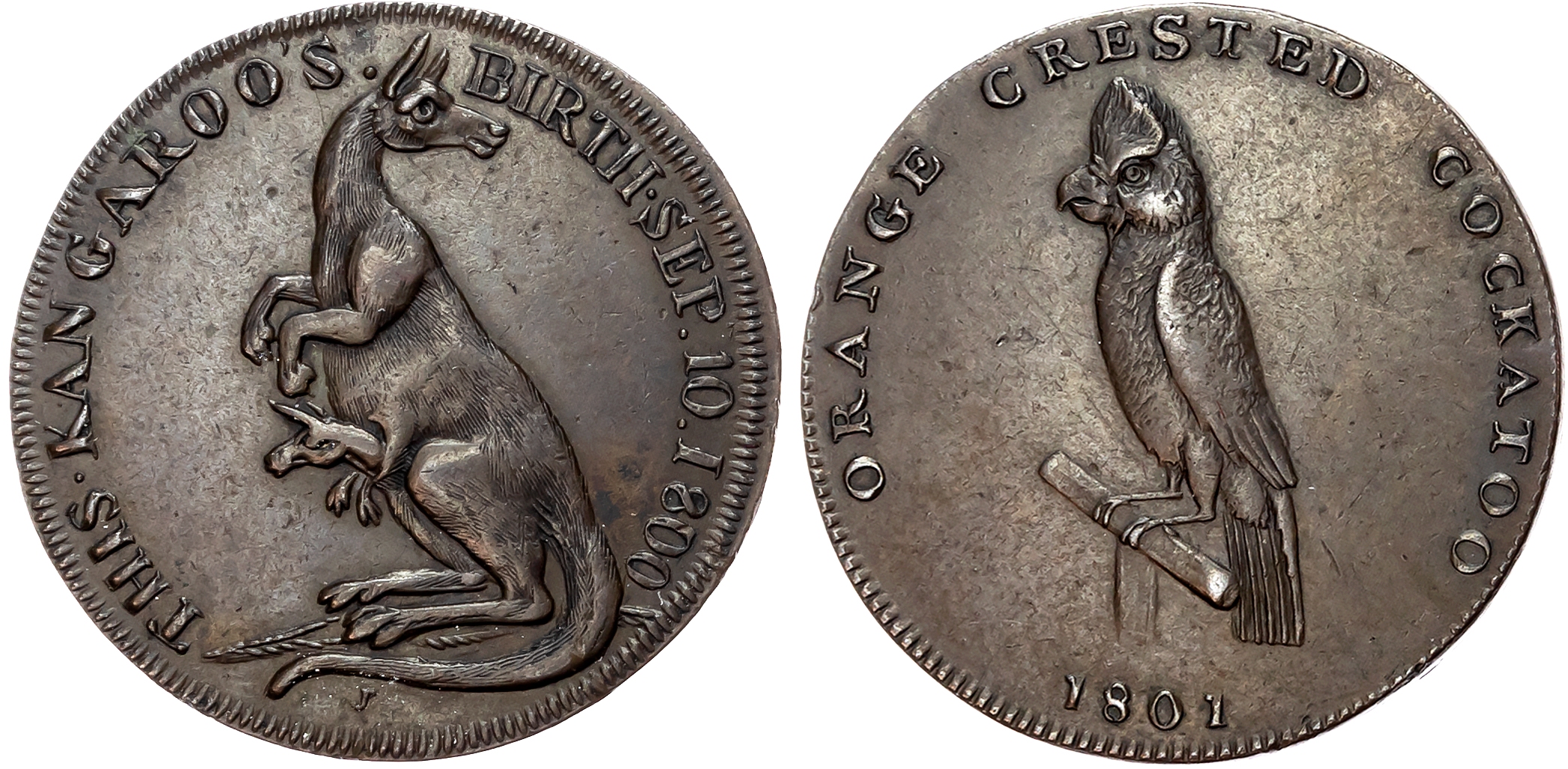 London, Strand , Gilbert Pidcock Halfpenny (1801), Kangaroo standing left with baby in pouch (born 1800), rev. an orang …