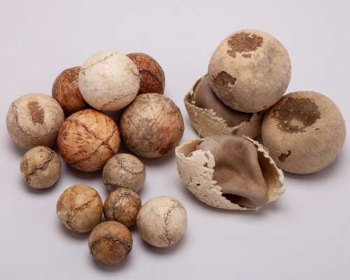 Four early lawn tennis balls and twelve leather jeu de paume tennis balls