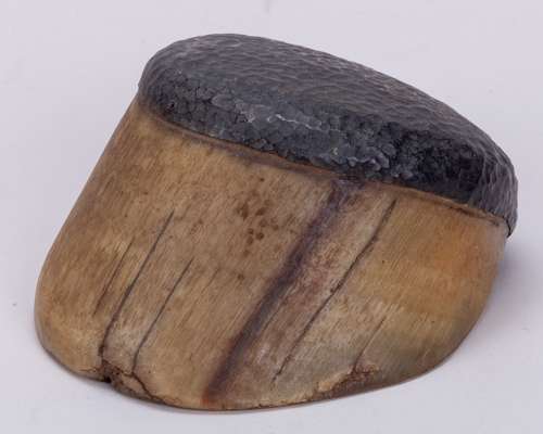 Hoof of the racehorse Benevente,