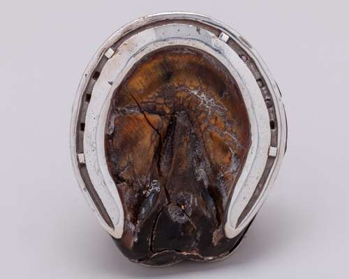 Silver-mounted hoof of the 2000 Guineas and Derby winning racehorse Crepello