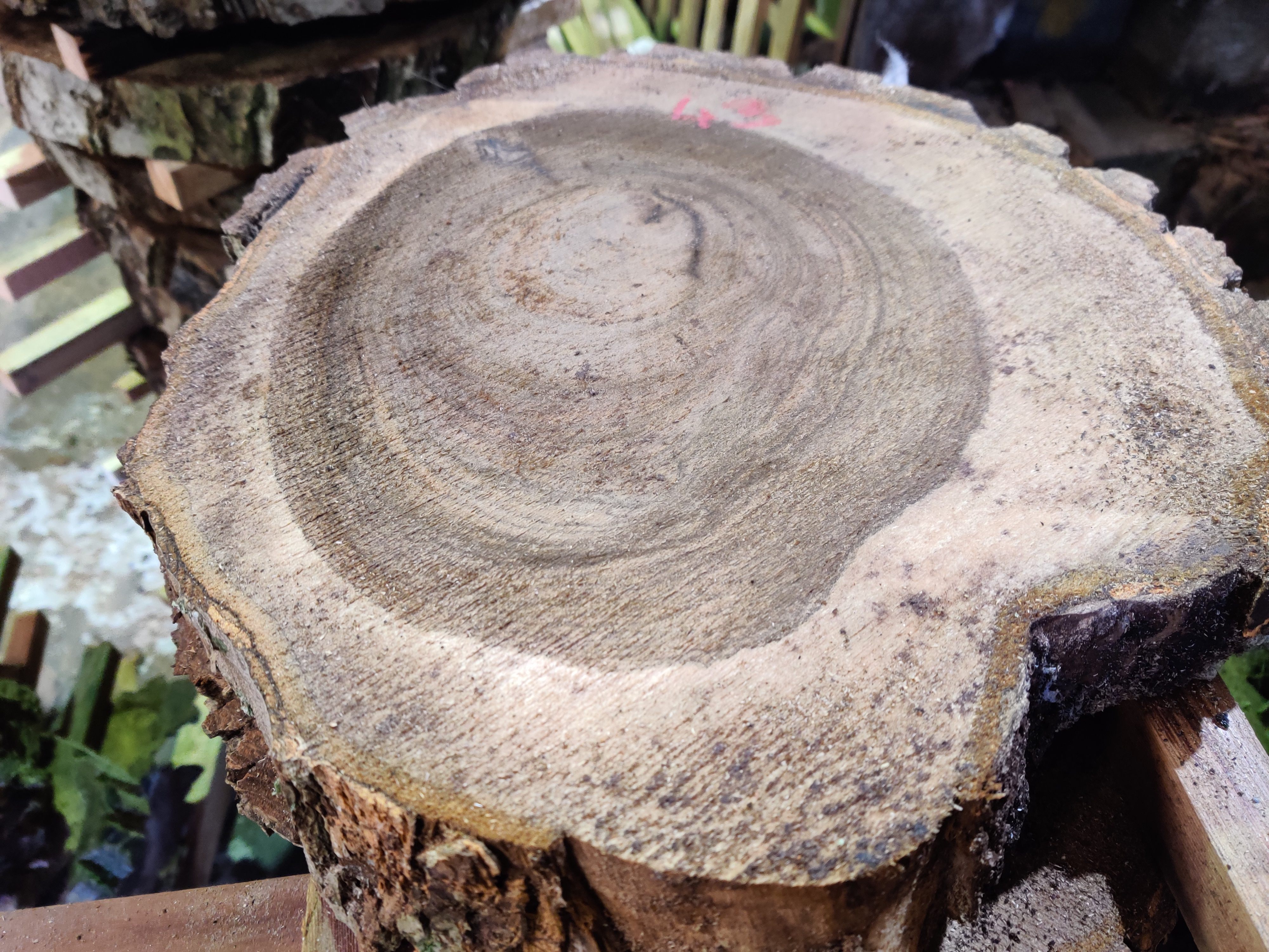 Live Edge Timber Slabs to include English Black Walnut, California Red, Ash Slab, English Elm, English Oak & more on behalf of Capricorn Eco Timber