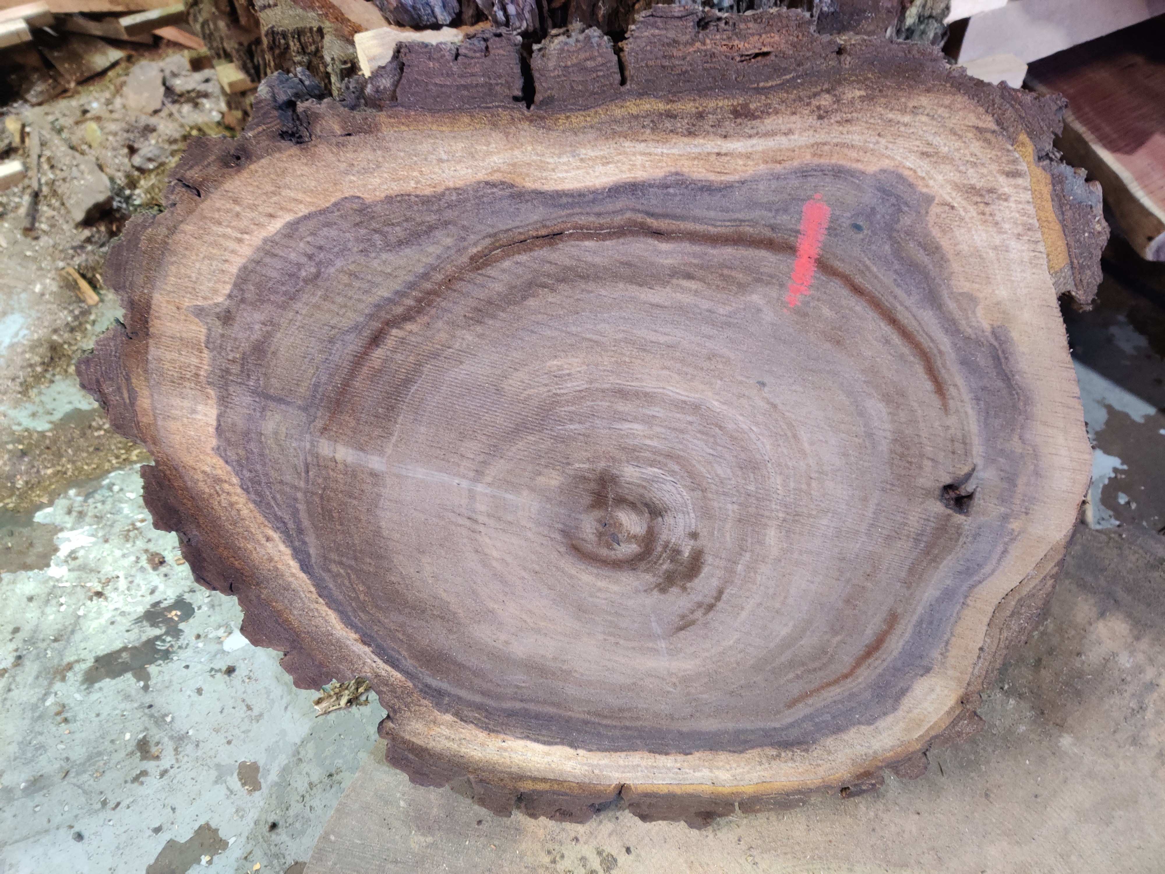 Live Edge Timber Slabs to include English Black Walnut, Monkey Puzzle, Cedar, California Red, Beech, Ash, English Oak & more on behalf of Capricorn Eco Timber